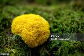 Image result for Fuligo septica