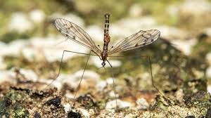 Attēlu rezultāti vaicājumam “Limoniidae”