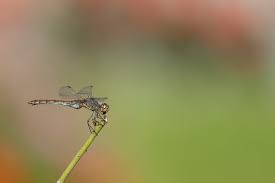 Attēlu rezultāti vaicājumam “Cryptocala chardinyi”