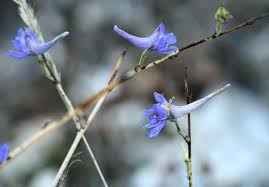 Attēlu rezultāti vaicājumam “Sedum pallidum flower”