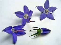 Image result for Campanula americana