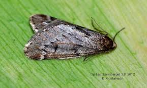 Attēlu rezultāti vaicājumam “Alsophila aescularia”