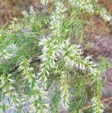Attēlu rezultāti vaicājumam “Oenothera rubricauli bud”