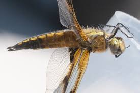 Attēlu rezultāti vaicājumam “Libellula quadrimaculata exuvia”