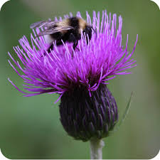 Attēlu rezultāti vaicājumam “Cirsium heterophyllum flower”