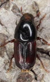 Attēlu rezultāti vaicājumam “Scolytidae”