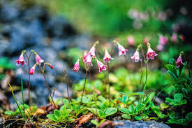 Attēlu rezultāti vaicājumam “Linnaea borealis flower”
