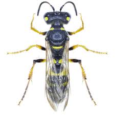 Attēlu rezultāti vaicājumam “Cerceris arenaria”