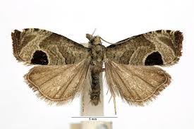 Attēlu rezultāti vaicājumam “Notocelia uddmanniana”