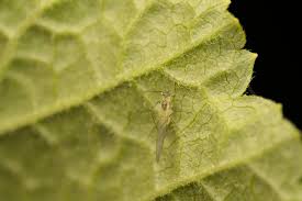 Attēlu rezultāti vaicājumam “Drepanosiphum platanoidis”