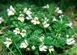 Attēlu rezultāti vaicājumam “Euphrasia”