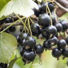 Attēlu rezultāti vaicājumam “Ribes nigrum fruit”