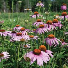 Image result for Echinacea purpurea