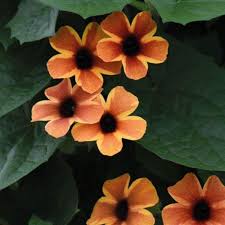 Image result for Thunbergia alata