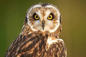 Attēlu rezultāti vaicājumam “Asio flammeus”