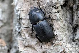 Attēlu rezultāti vaicājumam “Dorcus parallelopipedus”