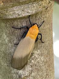 Attēlu rezultāti vaicājumam “Lithosia quadra male”