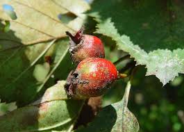 Attēlu rezultāti vaicājumam “Crataegus submollis”
