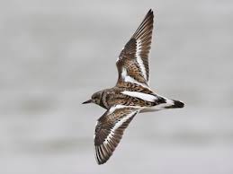 Attēlu rezultāti vaicājumam “Arenaria interpres”