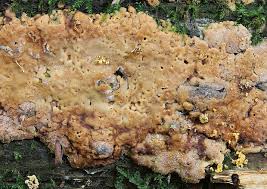 Attēlu rezultāti vaicājumam “Rigidoporus crocatus”