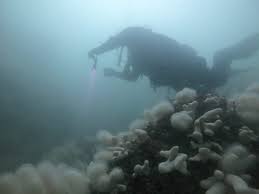 Image result for University Of London Sub-Aqua Club