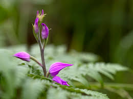 Attēlu rezultāti vaicājumam “Cephalanthera rubra bud”