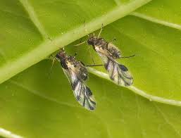 Attēlu rezultāti vaicājumam “Chaitophorus populeti”