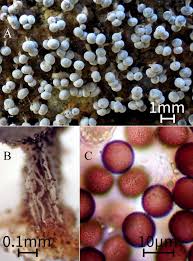 Attēlu rezultāti vaicājumam “Diderma testaceum young”