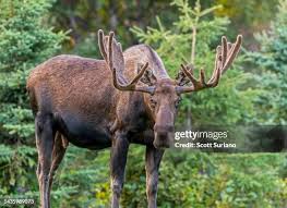 Attēlu rezultāti vaicājumam “Alces alces”