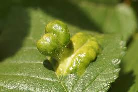 Attēlu rezultāti vaicājumam “Tetraneura ulmi”