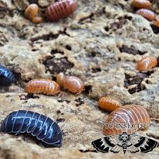 Attēlu rezultāti vaicājumam “Armadillidium pulchellum”