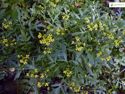 Attēlu rezultāti vaicājumam “Rorippa sylvestris flower”