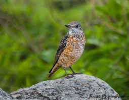 Image result for Monticola saxatilis