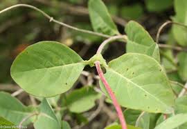 Attēlu rezultāti vaicājumam “Lonicera caprifolium”