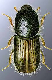 Attēlu rezultāti vaicājumam “Scolytidae”