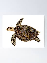 Image result for Eretmochelys imbricata