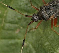 Attēlu rezultāti vaicājumam “Closterotomus biclavatus”