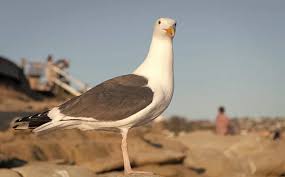 Attēlu rezultāti vaicājumam “Larus marinus adult”