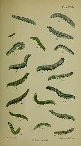 Attēlu rezultāti vaicājumam “Leucodonta bicoloria imago”