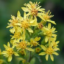 Attēlu rezultāti vaicājumam “Solidago virgaurea flower”