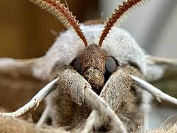 Attēlu rezultāti vaicājumam “Eulithis sp.”