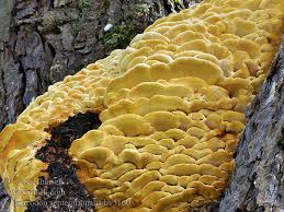 Attēlu rezultāti vaicājumam “Climacodon septentrionalis”