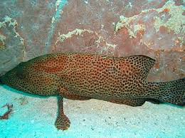 Image result for Cephalopholis cruentata