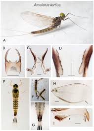 Attēlu rezultāti vaicājumam “Ephemeroptera imago”