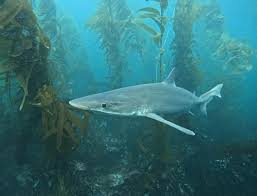 Image result for Galeorhinus galeus