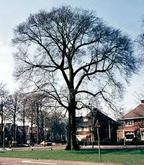 Attēlu rezultāti vaicājumam “Ulmus x hollandica”