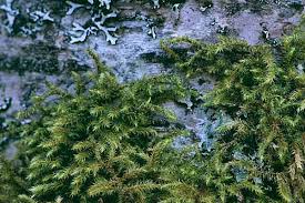 Attēlu rezultāti vaicājumam “Rhytidiadelphus”