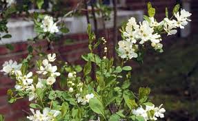 Attēlu rezultāti vaicājumam “Exochorda giraldii var. wilsonii”