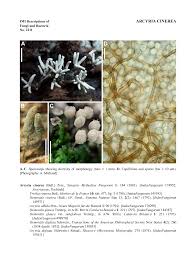 Attēlu rezultāti vaicājumam “Arcyria minuta stalked”