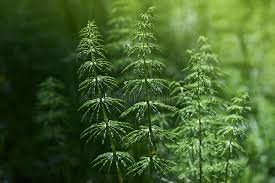 Attēlu rezultāti vaicājumam “Equisetum sylvaticum”